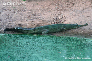 Illustration for article titled Sunday Crocodilian - Gavialis gangeticus Edition